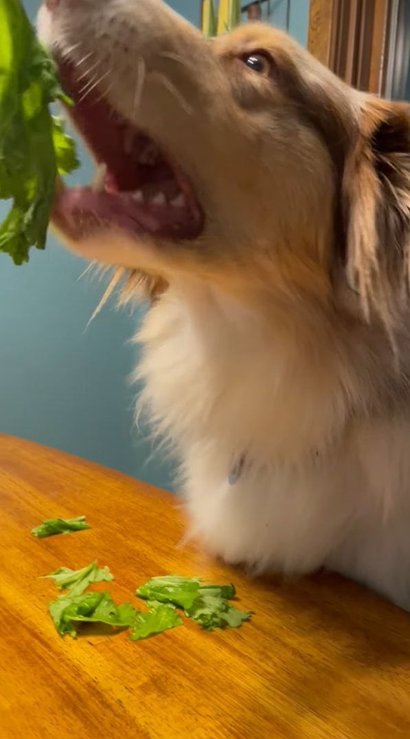 野菜嫌いなオーストラリアン・シェパード。野菜をかじっているように見えますが・・・、引きちぎっているだけで全然食べてくれていません！！