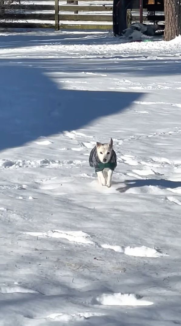 飼い主さんの元へ向かおうと雪の上を走っていたジャックラッセルテリア。ところが雪に浮かれた子犬にとんでもない方法で邪魔されてしまいました！