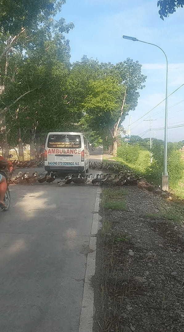 しばらく車を発進させることはできそうもありません・・。なんと道路を『ある動物』が行列をなして横断している最中だったのです！【海外・動画】