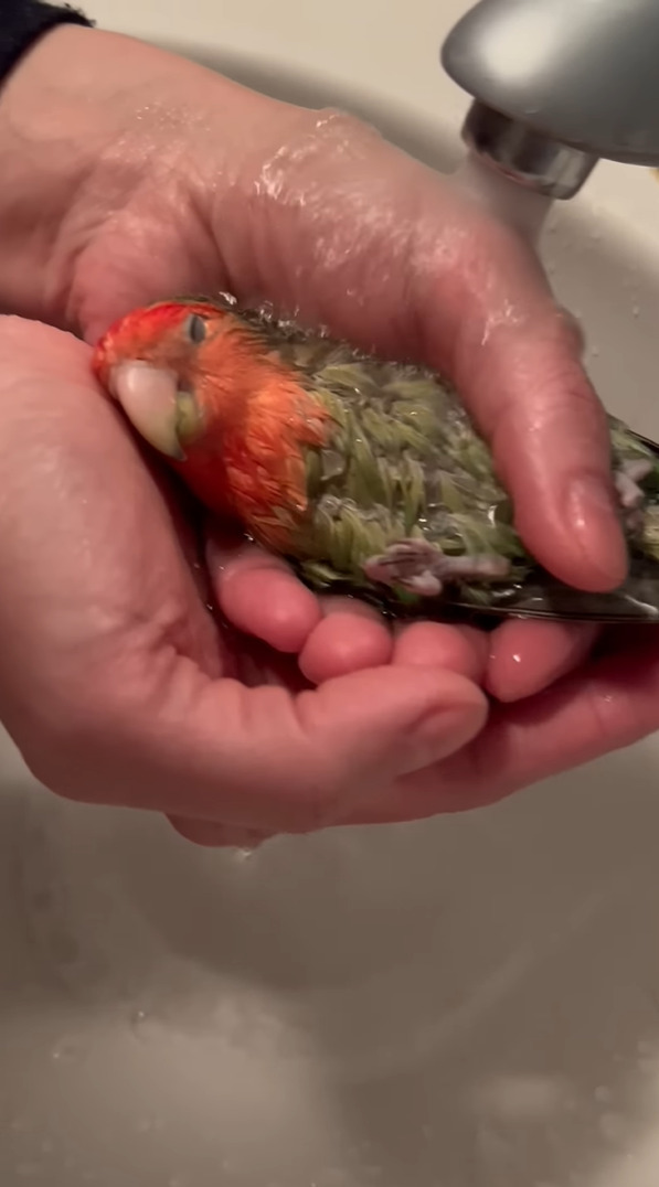 リゾートスパ気分？バスタイム中のインコは飼い主さんの手のひらをバスタブにして気持ちよさそうに！！