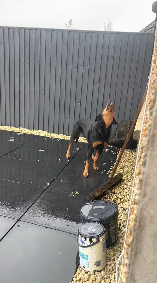 なぜか空に向かって首を伸ばしている愛犬。どうやら、雨を捕まえようとしているみたいです