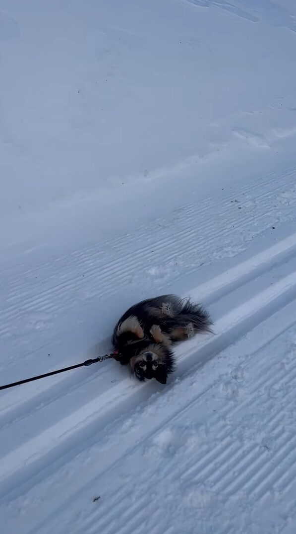 雪山まで散歩するはずが！？愛犬が寝転んで起き上がらない！！【海外・動画】