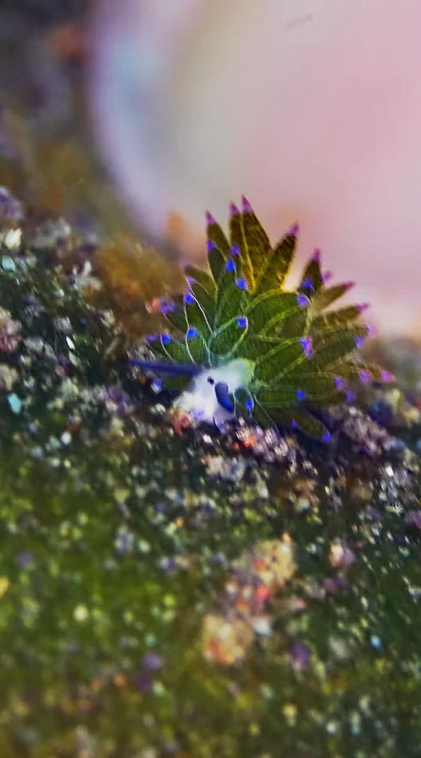 なんだか植物をしょっているみたい！海中で見つけたのはウミウシです！！【海外・動画】