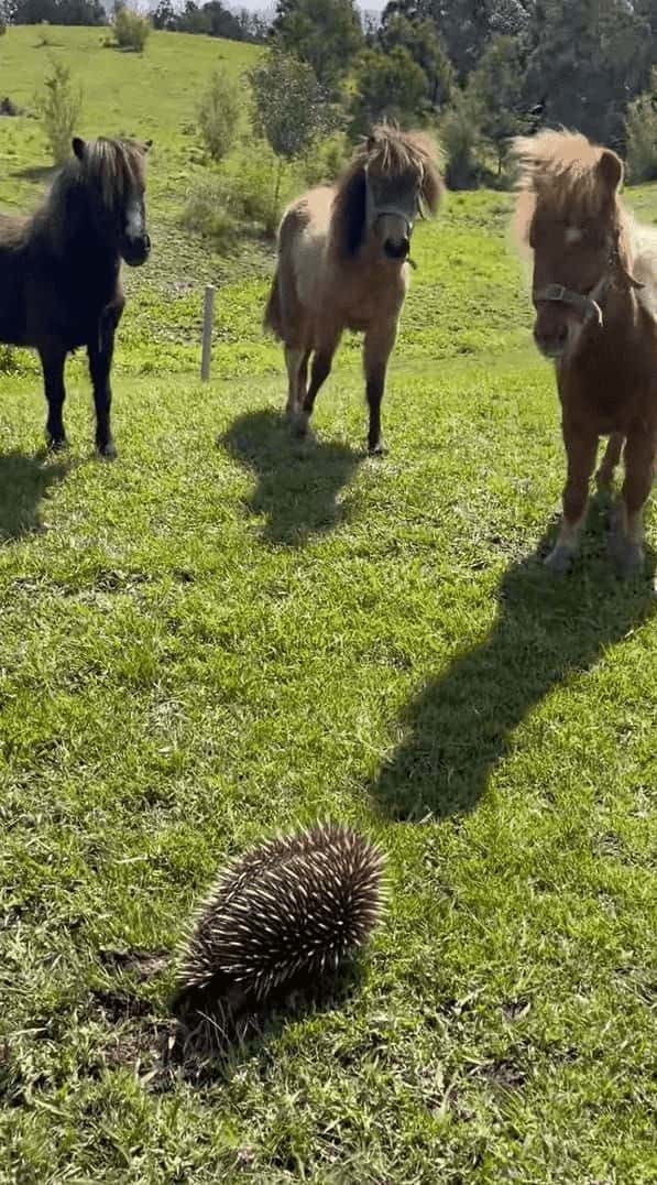 ミニチュアホース達は牧場に現れた珍客に夢中！飼い主さんが離れてと言っても聞く耳を立てません。その珍客の正体とは！？