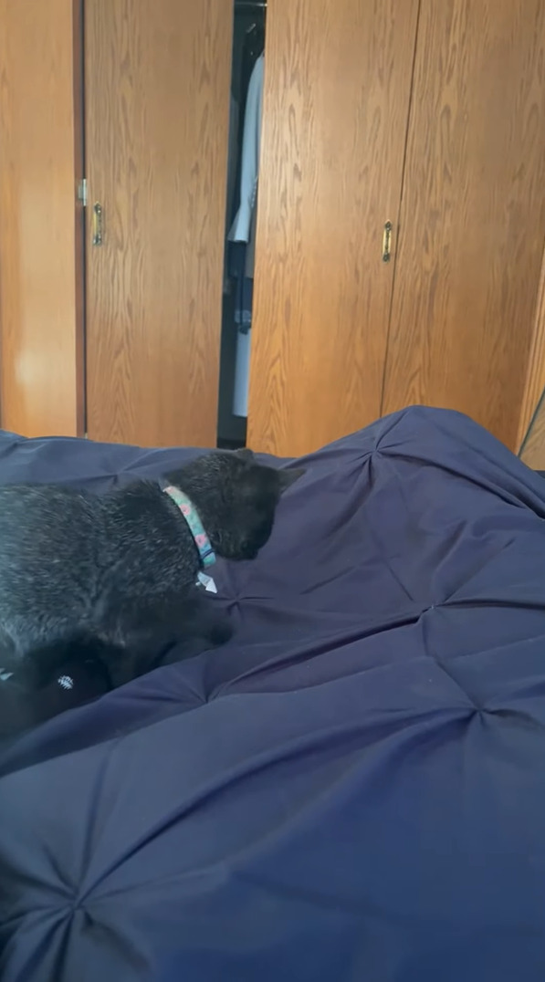 ベッドの上を散策する子猫。布団の中で飼い主さんが足を動かしたら・・ビックリ！！
