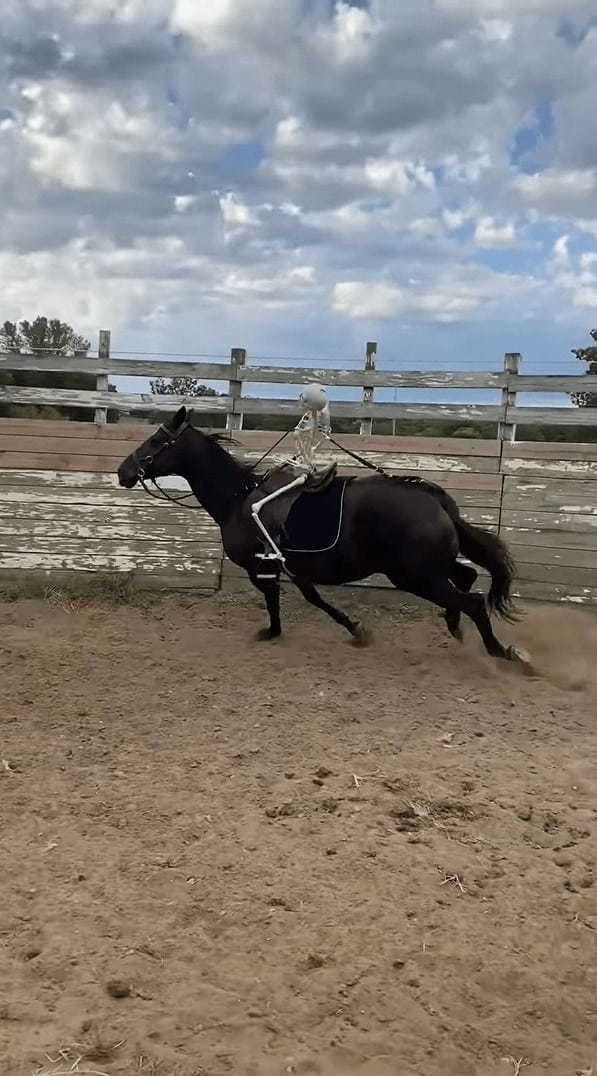 背中に人を乗せる訓練をする馬。ですが、その背中に乗せられているモノがモノだったので・・なんだかホラー！！【アメリカ・動画】