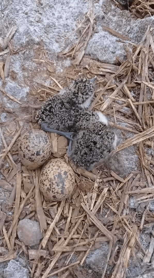 農場の整地をしていたらビックリ！なんと、地面には鳥の巣が！しかもそこには卵と孵化したばかりのヒナの姿しかなかったのです【海外・動画】