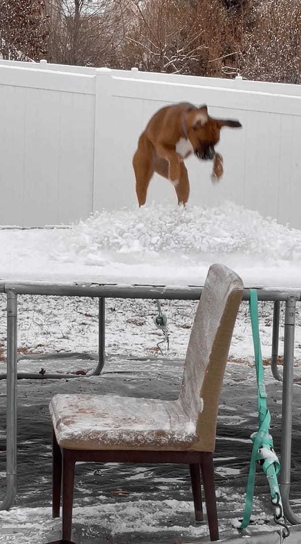 これはこれで新鮮で楽しい？子犬は雪の積もったトランポリンで跳ねて遊んでいます【アメリカ・動画】