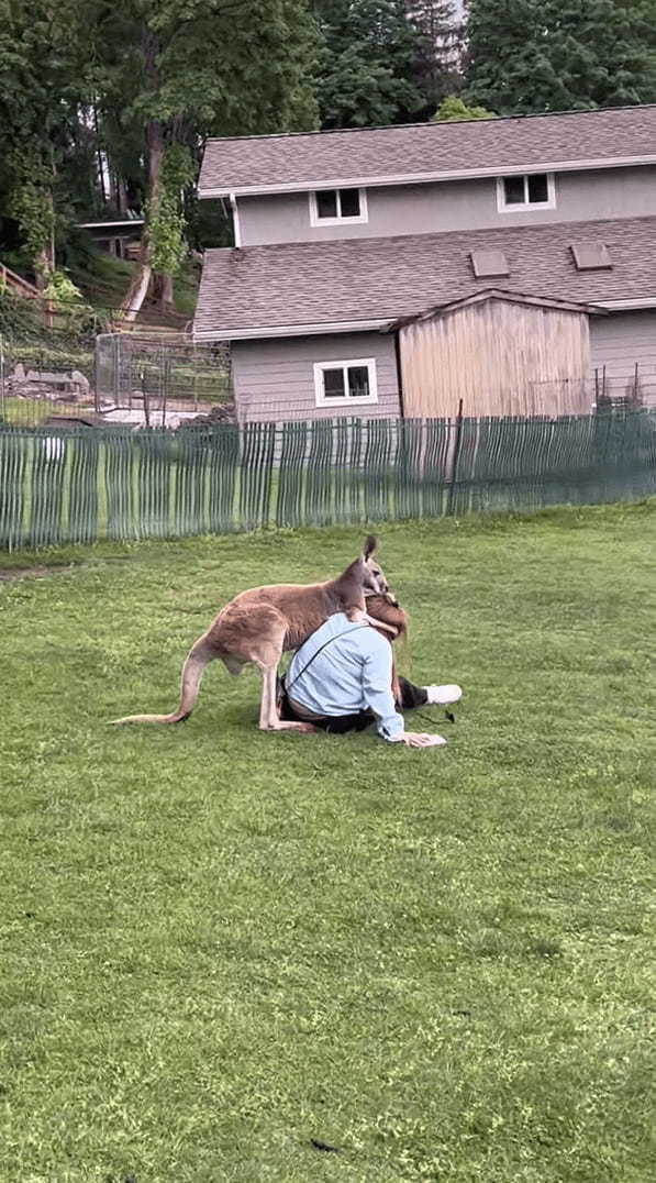 このカンガルー、人懐っこすぎる！毛づくろいをどうしてもしたいみたい！！