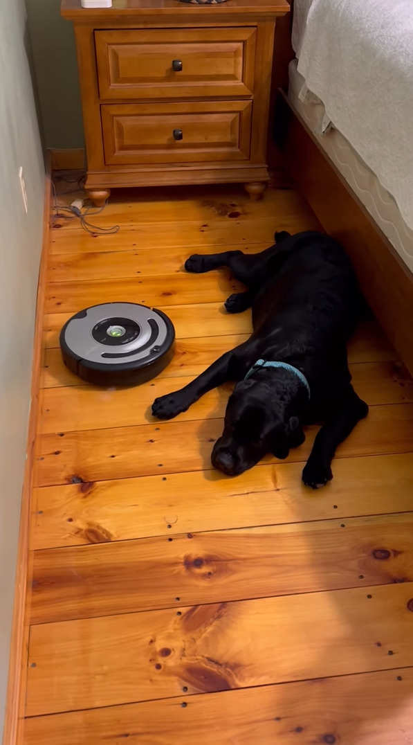 たとえ何度ぶつかってきても・・。ロボット掃除機に体当りされても愛犬はお昼寝を続けます！！