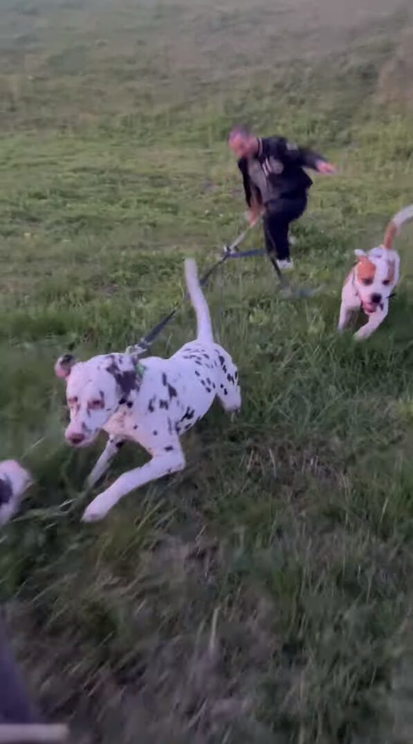 丘を下る犬たち。全力で駆けてきますが・・その後ろに転んだ飼い主さんが！！【海外・動画】