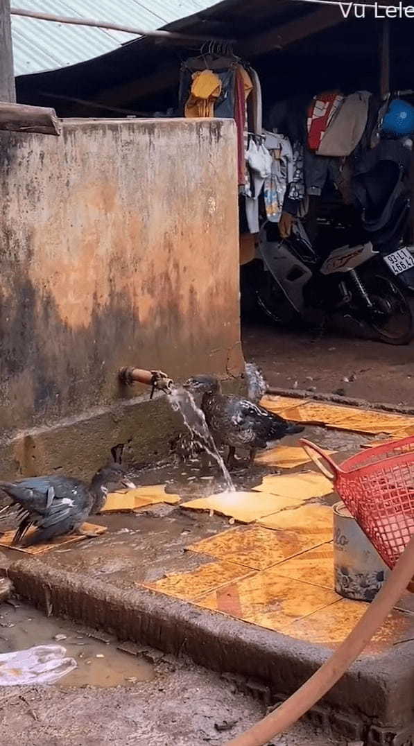 この鳥、賢すぎる！きれいな水を飲みたかったのか、水たまりの水をすするのではなく、なんと傍にあった蛇口を回したのです！！