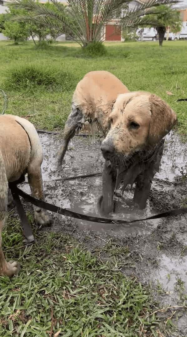 水たまりを見つけた子犬は大はしゃぎ！！泥の中に入ってバシャバシャ！水たまりをホリホリ！！そんな風に遊んでいた結果・・【海外・動画】