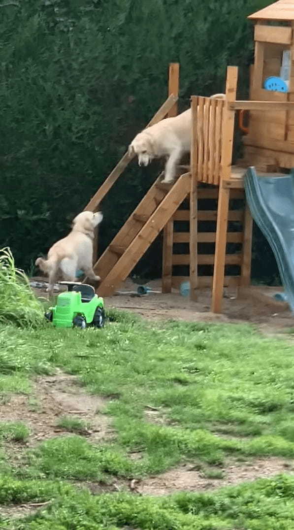 すべり台に挑むゴールデンレトリバー。怖いようでなかなか滑ることができませんが・・、飼い主さんたちの声援を受けて滑り下りて来れるのか！？