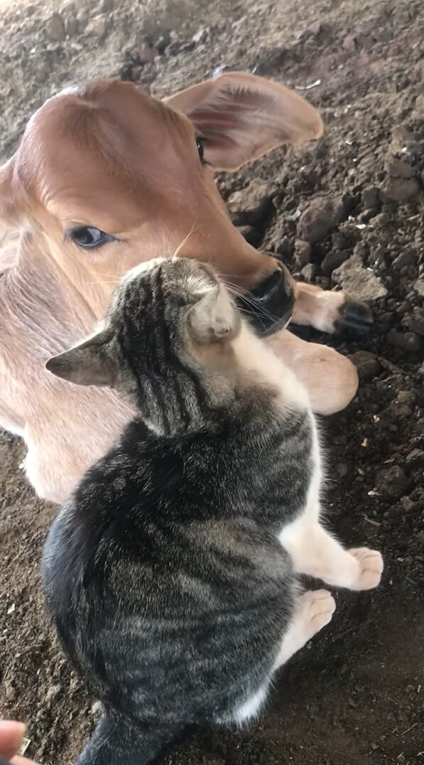 子猫は仔牛が大好き！スリスリして離れニャい！！【海外・動画】