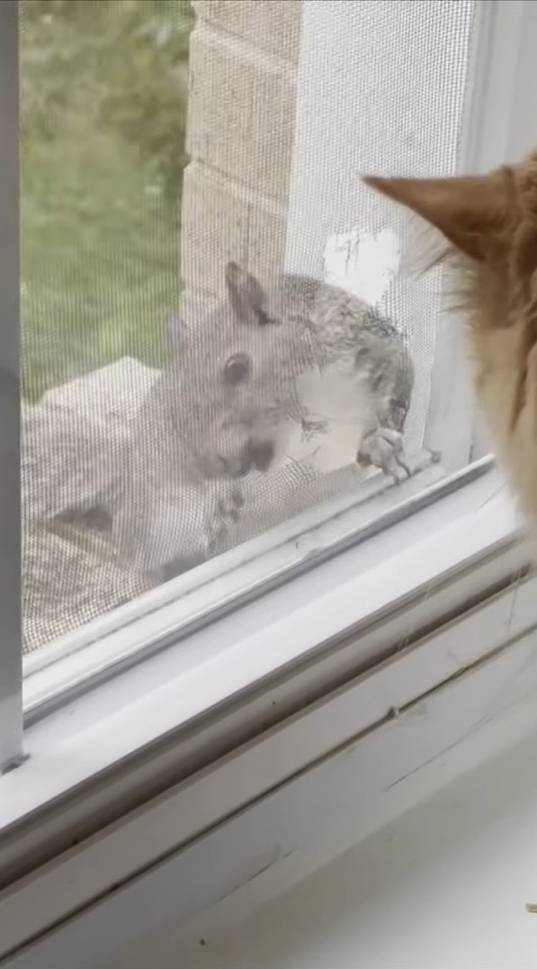 家の中から猫が見守る中、外で何かをガシガシとかじるリス。・・て、それはごはんじゃなくて網戸ですよ！！【アメリカ・動画】