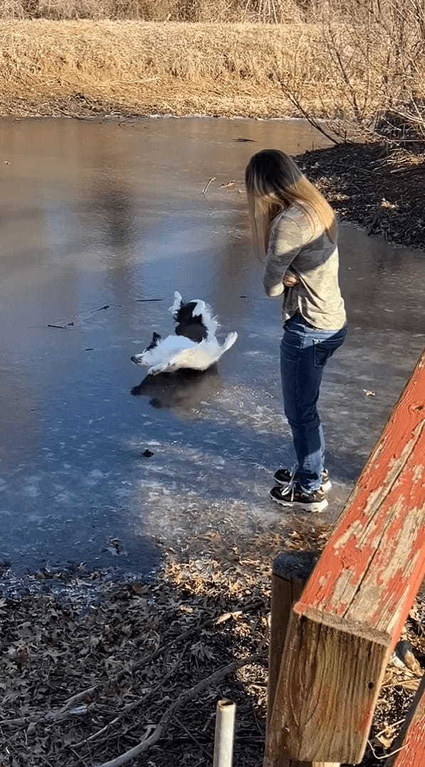 氷の上に立つボーダーコリー。飼い主さんのマネをしようとしたところ大失敗してしまうのですが・・・、諦めることなく再挑戦！！