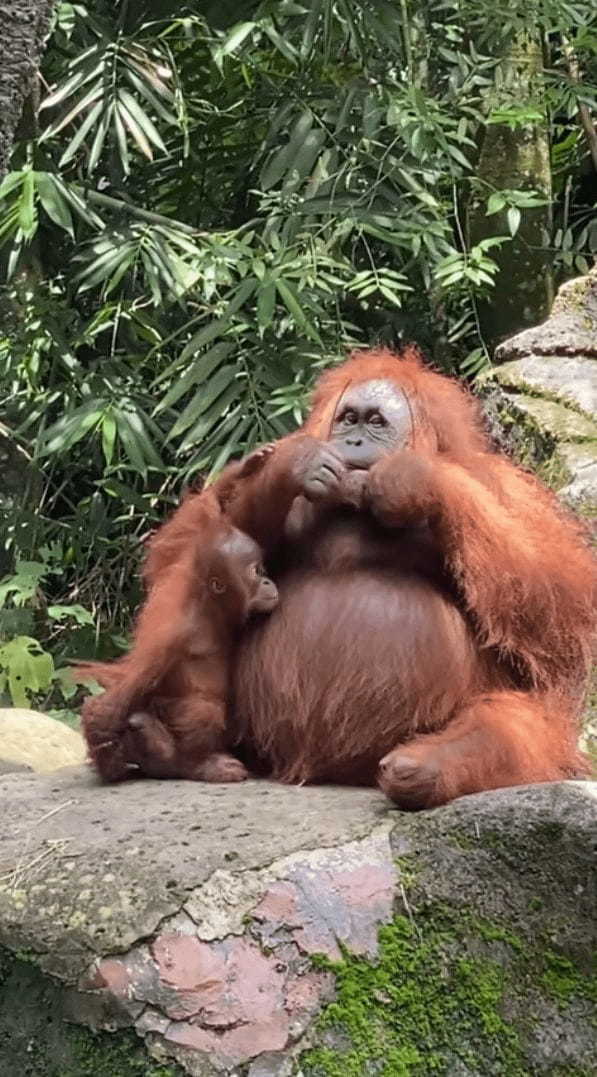 来場者が落としてしまったサングラスを身に付けた賢いオランウータンがイカす！