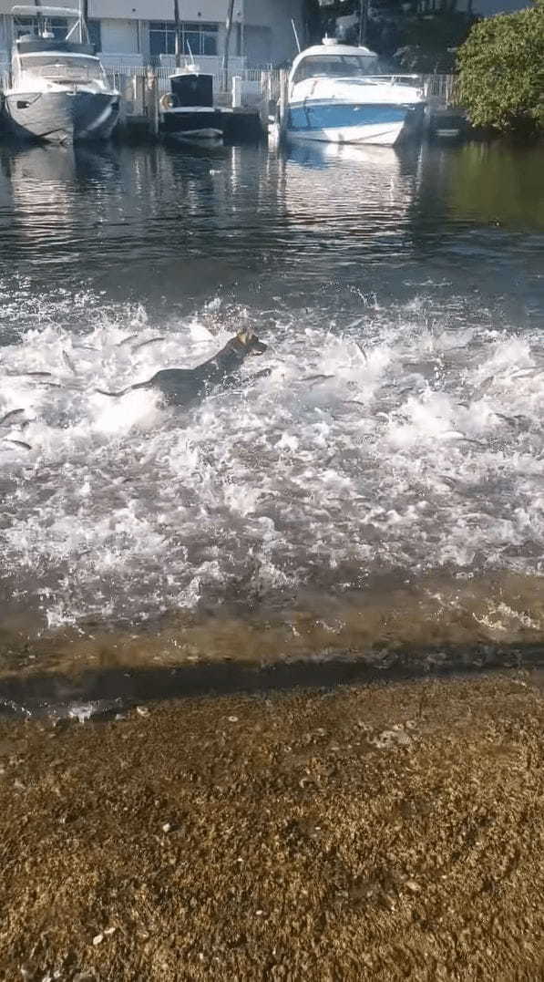 ビックリ！暑いからと水に入った犬！そこには魚の群れがいたようで【テンション爆上がり】