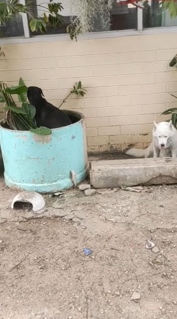 ある暑い日のこと。黒犬は植物用の巨大な水槽に入れば涼めるのでは！と思いついたようです。まるでプールに入っているように過ごしていました