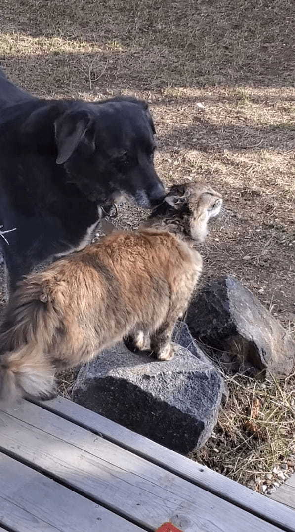 機嫌が良さそうな表情を見せる猫。どうやら犬がしてくれている頭へのグルーミングがイイ感じなようでうっとりしています【海外・動画】