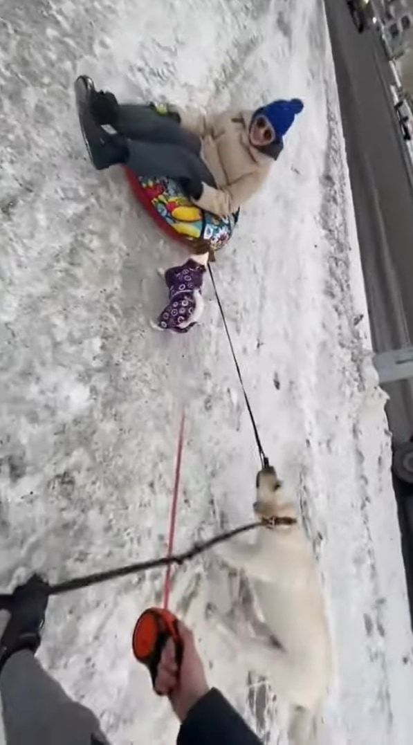 凍った雪道でソリを曳こうとする懸命に引っ張る犬。そこに心強い味方がやって来たぞ！！