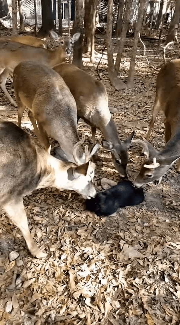 猫に群がる鹿たち。一体何をするつもりかと思いきや・・・、鹿がみんなで猫をペロペロ。猫も特に嫌がる様子もなく、されるがままになっていました