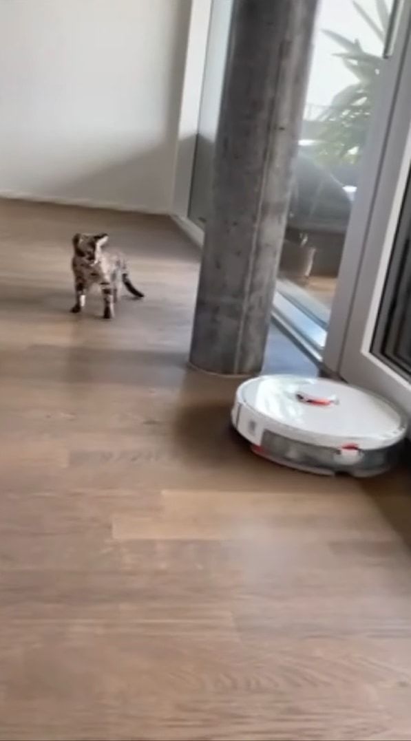 「怖い！近寄らないで・・・！！」ロボット掃除機に怖気付く猫。ゆっくり自分に向かってくるのが恐ろしいようで、にじりにじりと後退り