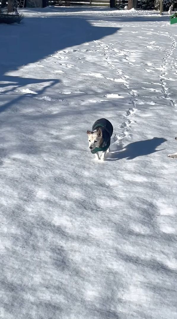 飼い主さんの元へ向かおうと雪の上を走っていたジャックラッセルテリア。ところが雪に浮かれた子犬にとんでもない方法で邪魔されてしまいました！