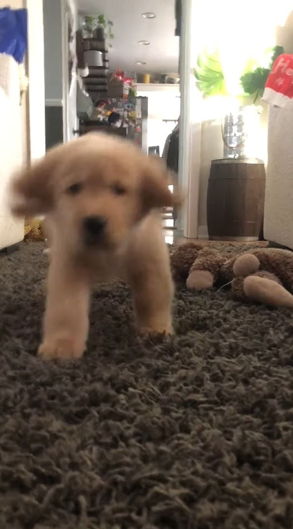 ゆっくり・・・ひっそり・・・。コソッと飼い主さんに近寄ってくる子犬。最後は一気に・・・駆け寄ります！！