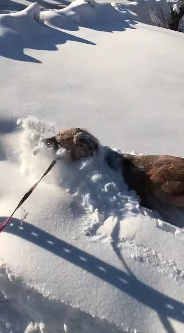 雪にテンションが上がったゴールデンレトリバー、散歩中にあった新雪に潜って進む！進む！！