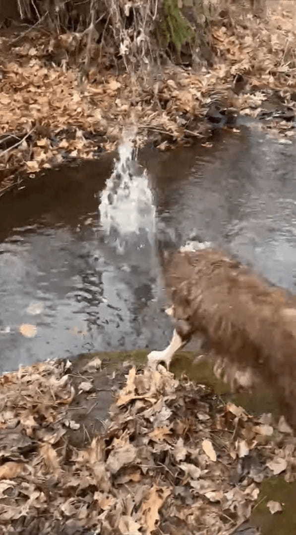 水の中にポチャンと投げたのは小石のはずなのに・・、拾いに向かった愛犬がくわえ上げたのは随分な大物ですよ？！？！【アメリカ・動画】