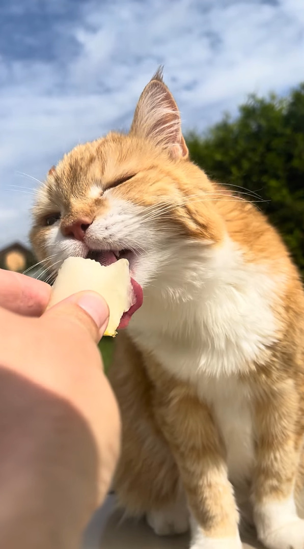 暑い日のおやつはやっぱしメロン！？ジューシーで美味しいみたいで猫は夢中で食べています！！