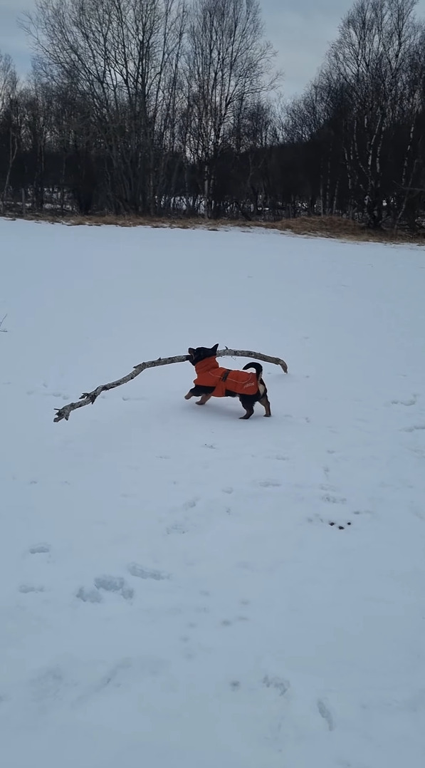 雪原で大きな木の枝を見つけた犬。気に入ったので持ち帰ろうとしますが・・、大きすぎるし足元は不安定だしで運ぶのが大変そう！！