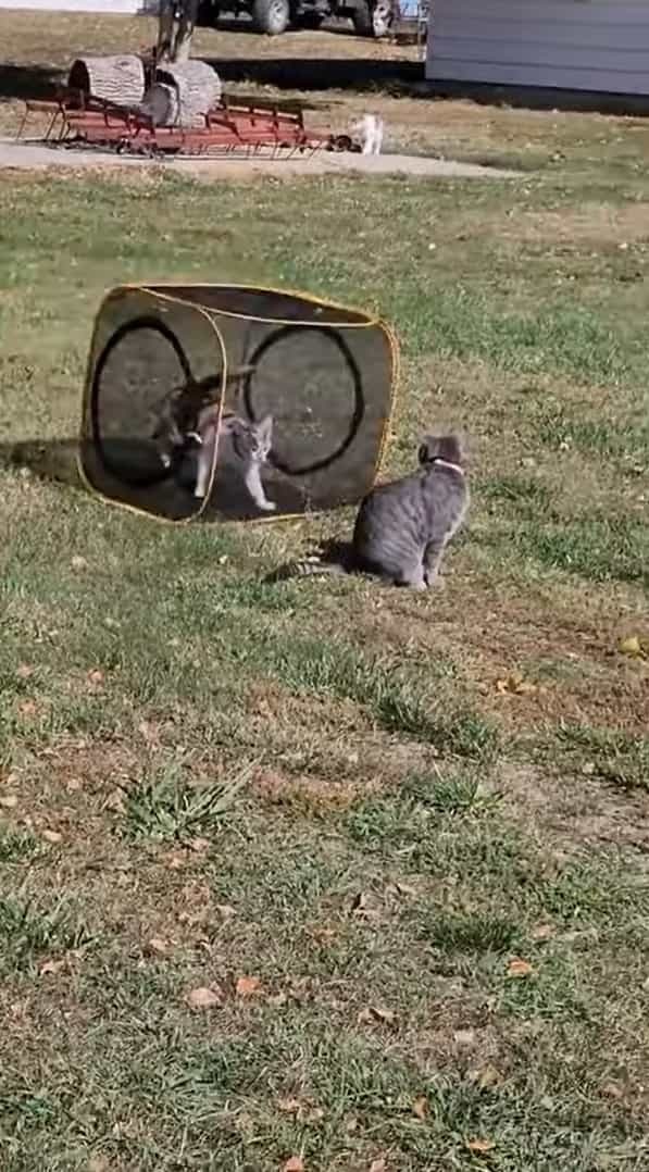 子猫はキューブ型ハウスが大好き！外だってハウスに入ったまま元気に走ります！！