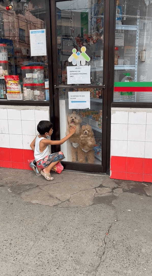 「一緒に遊ぼ！」店内からシーズーたちが窓をカキカキして、外にいる男の子に猛アピール！！【海外・動画】