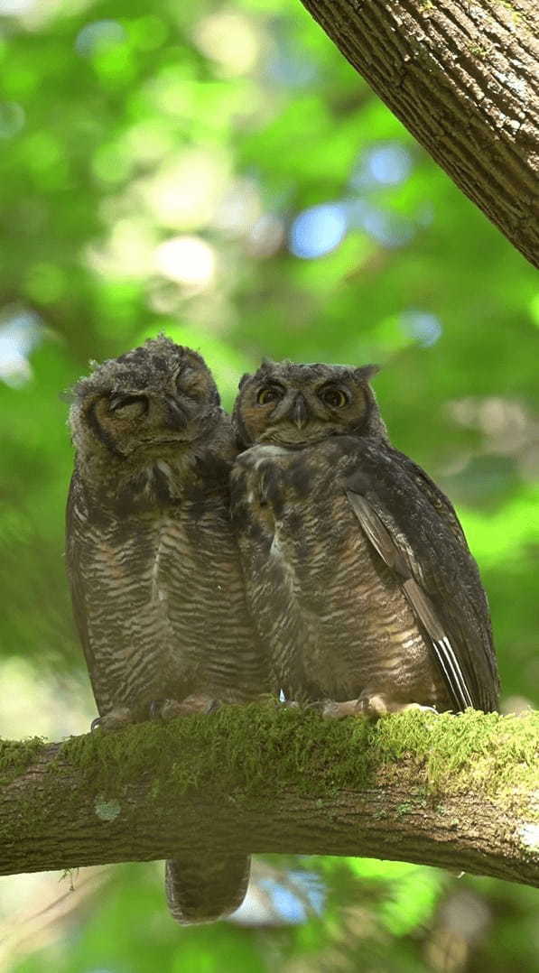 森の中に仲良しきょうだいのミミズクが！寄り添いあって羽根を休めています【アメリカ・動画】