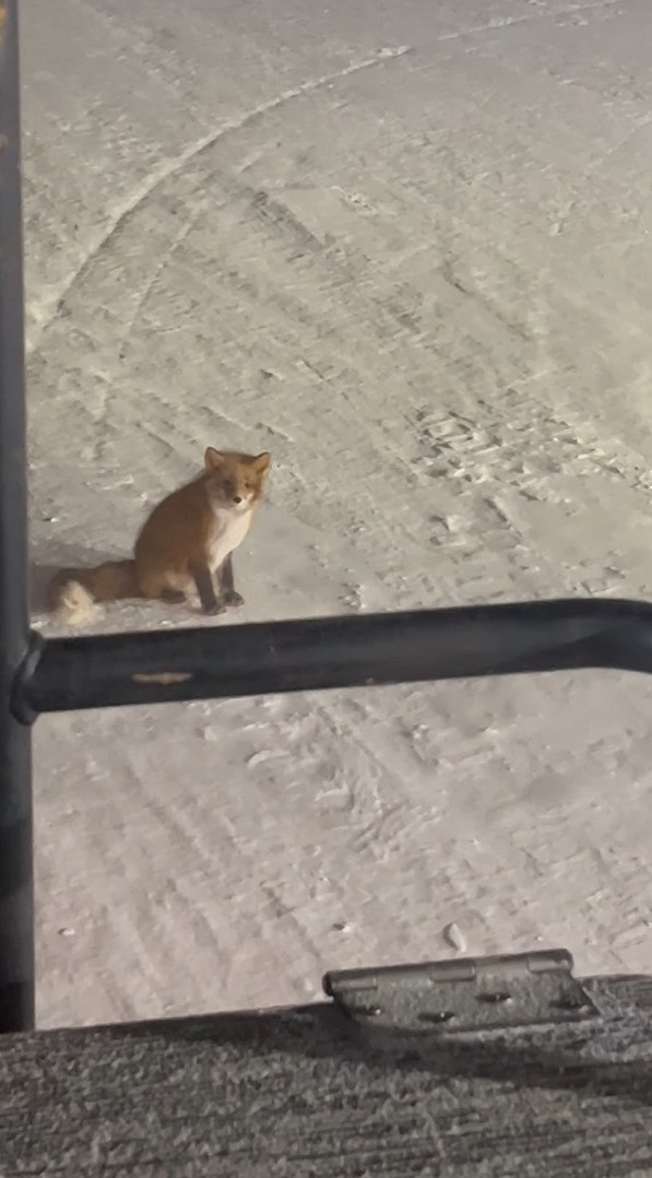 除雪作業しているところに現れたキツネ。吹雪いている中でこのキツネはのんびりくつろいでる？！【アメリカ・動画】