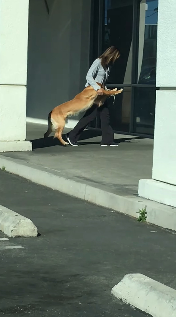 病院に行くのを頑なに拒む犬。踏ん張ったり飼い主さんも引きずるようにしてバックしてみせますが・・・