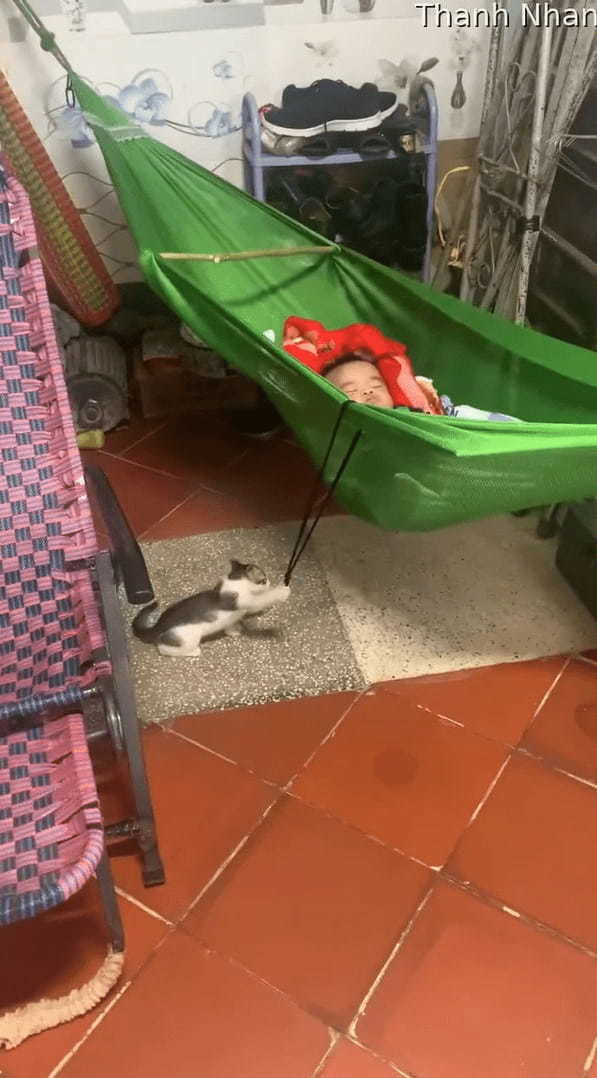 子猫が子守をしている!?赤ちゃんが寝るハンモックをゆらゆら揺らしています!!【海外・動画】