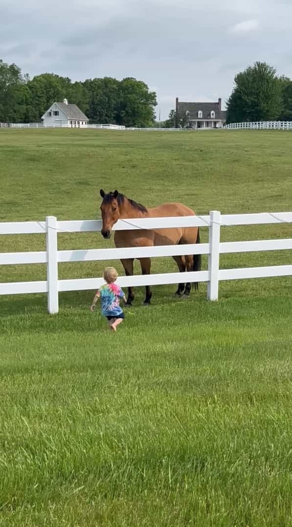 近所の牧場の馬たちと仲良しな男の子。この子が呼びかけるように声を上げながら柵をパンパン叩くと・・【アメリカ・動画】