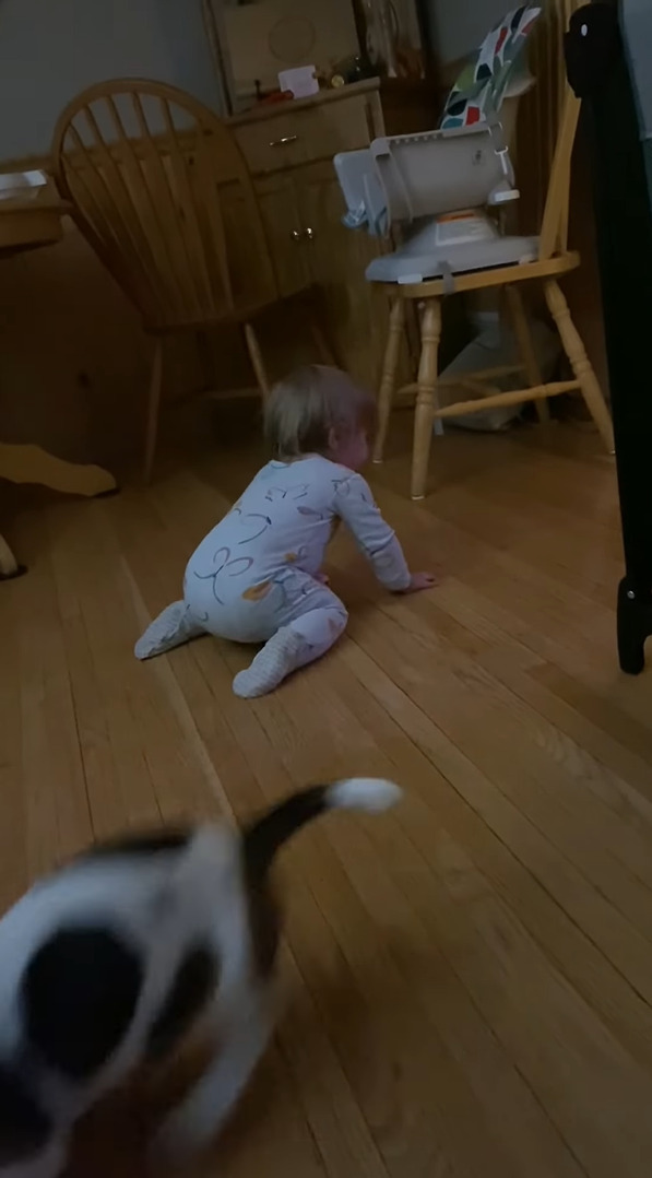 一緒に暮らす赤ちゃんとバセットハウンドの子犬。ふたりは出会ってまだ数日ですが、もう大の仲良し！大親友になったようです【アメリカ・動画】