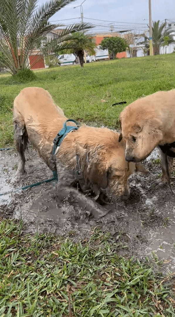 水たまりを見つけた子犬は大はしゃぎ！！泥の中に入ってバシャバシャ！水たまりをホリホリ！！そんな風に遊んでいた結果・・【海外・動画】