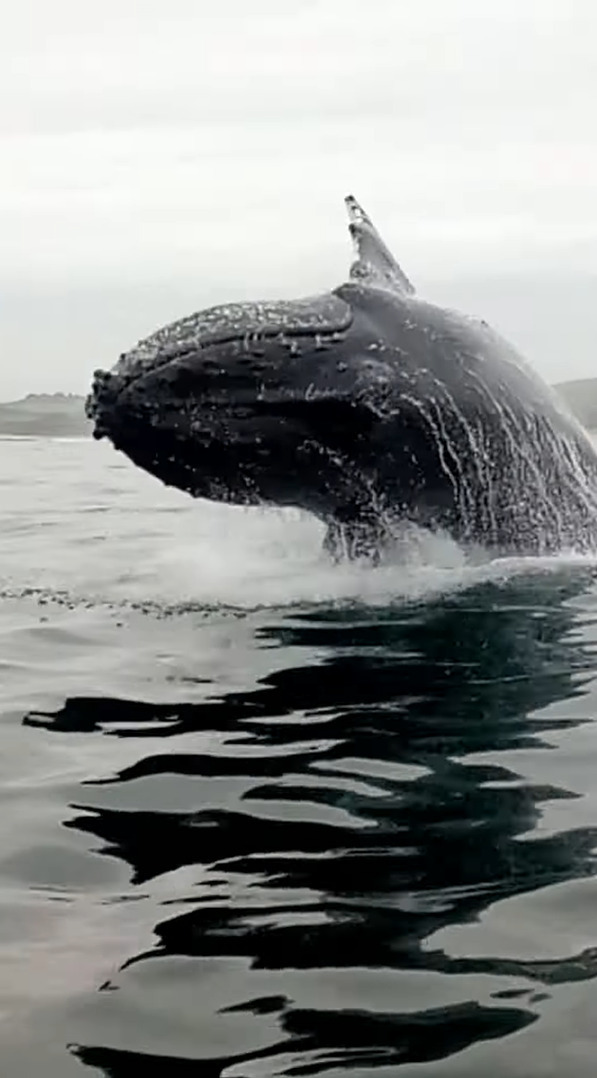 船釣りを楽しんでいたら、そのすぐ後ろでなんとクジラがジャンプ！船のそばには他のクジラも接近していました！！【海外・動画】