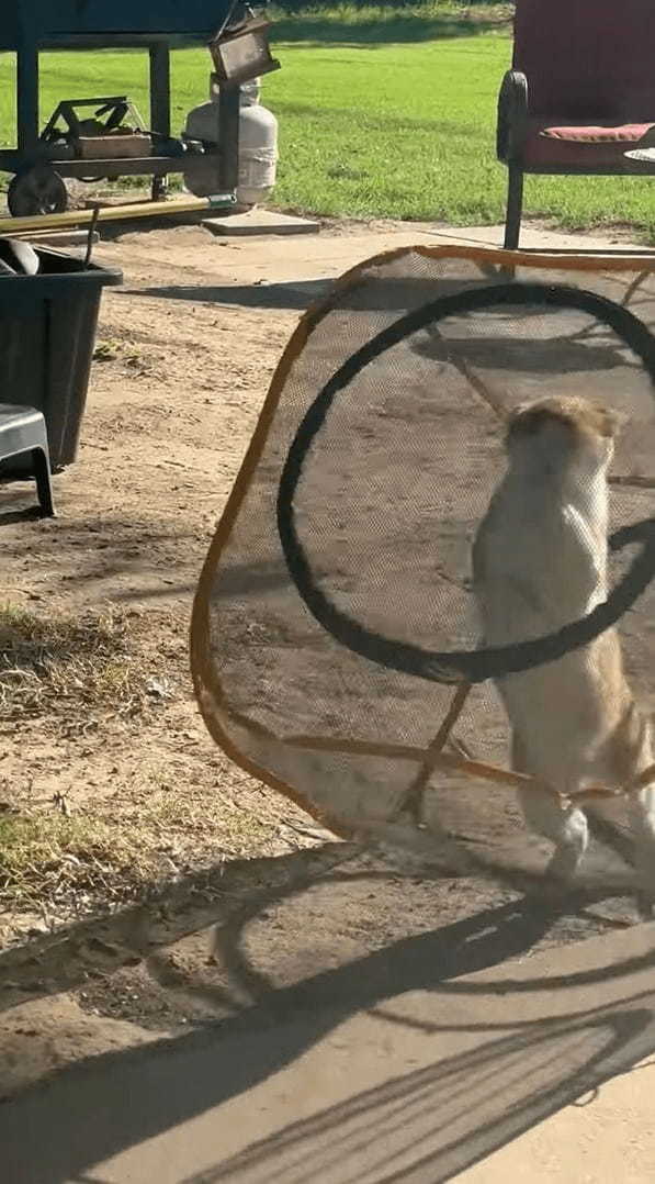 メッシュサークルの中の猫。この子は、この状況でも移動を続けようとします！！