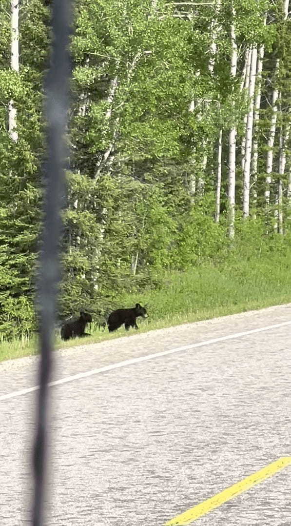 クマの親子が道路を行ったり来たり。子グマが道路を渡ったと思ったら、引き返して茂みの中へ。この行動にはある理由が！！【海外・動画】