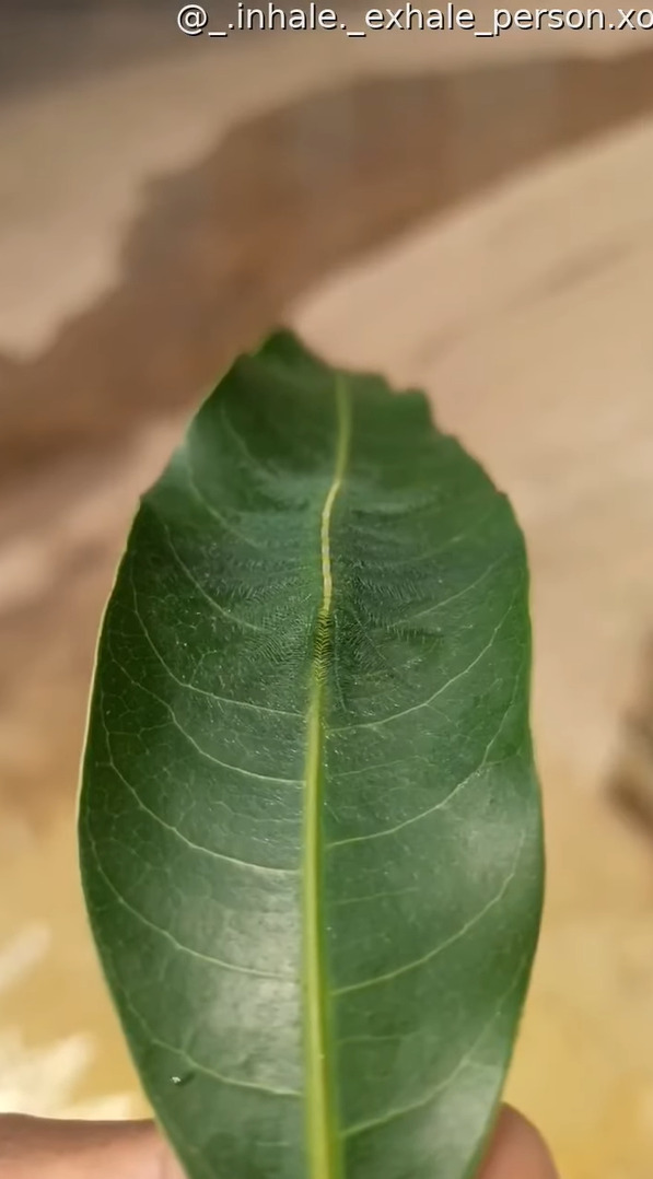 擬態のプロすぎる・・。この葉っぱの上に、『ある虫』がいるのですが・・どこにいるか分かりますか??