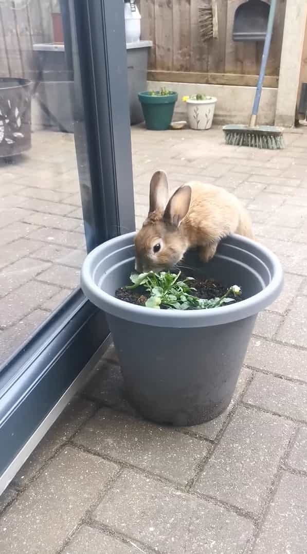 ウサギは植木鉢でいい感じのごはんを発見！！しかもつついていたら、根っこごとゲットできたので大喜び！！【海外・動画】