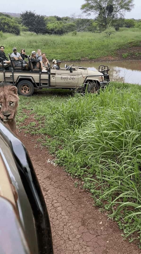 サファリツアー中に起きた緊張の瞬間。撮影者さんを乗せた車を横切ったのは、猛々しい『あの猛獣』です！！【海外・動画】