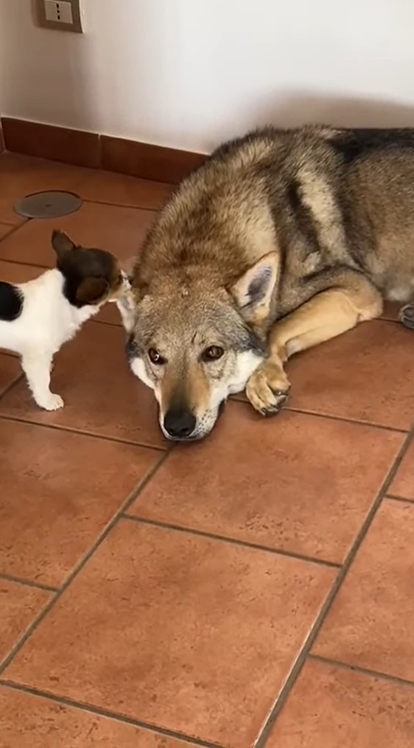 そばにいた犬の耳をグルーミングする子犬。ところがペロペロするどころか、ついパクっとしちゃって・・！！